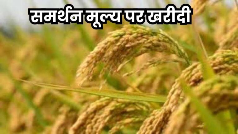 समर्थन मूल्य पर 80 लाख टन गेहूं खरीदेगी MP सरकार, 3 लाख किसानों ने कराया पंजीयन
