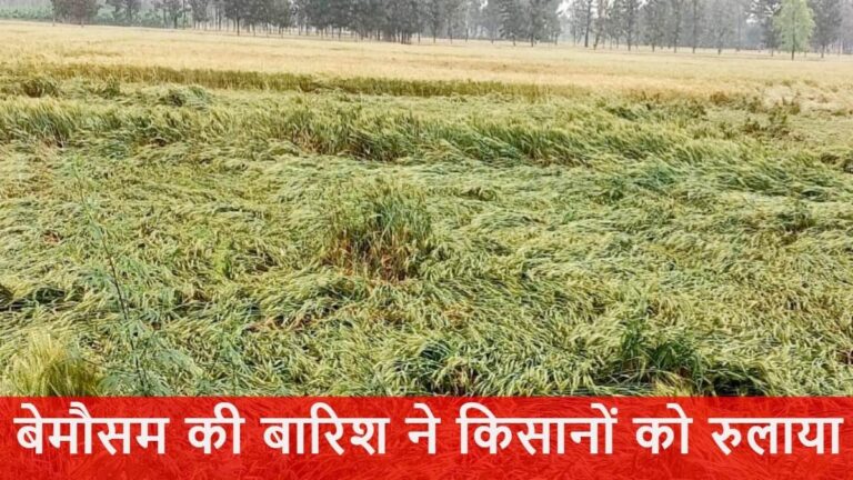 बेमौसम बारिश से फसल चौपट, किसानों की मेहनत पर फिरा पानी!