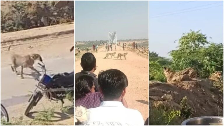 कूनो के चीतों ने जंगल छोड़ा! इंसानी बस्तियों में बढ़ा खतरा