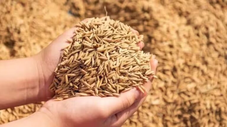 MP में धान घोटाले का बड़ा खुलासा! ₹150 करोड़ की हेराफेरी, 60 हजार क्विंटल गायब!